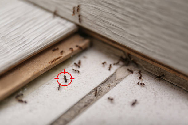 Best Residential Pest Control  in Glasgow Village, MO