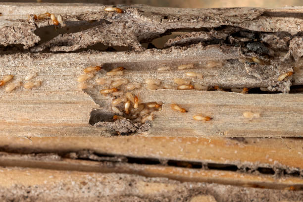 Best Emergency Pest Control  in Glasgow Village, MO
